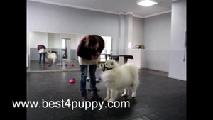 Недоуздок для собаки