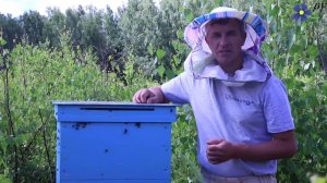 Как я менял пчелиную матку в большой семье