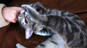 Как Отучить Кошку Кусаться? Вот почему она это делает! #кошка #кот #котенок #кошка кусается