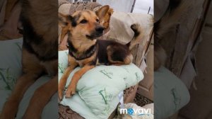 Приют для животных "Дом Добра" г. Серов .