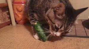 Кот ест огурец (смотреть со звуком)