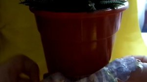 Оформление цветочного горшка. Быстро и красиво. Декор.