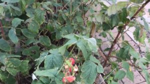 Посёлок Овощной. Ростовская область.