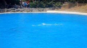 Dolphins 2 - Loro Parque