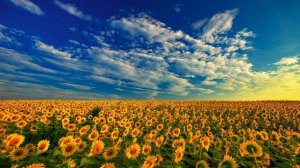 Best Elegant Love Melodies By Piano - The Dreams Collection