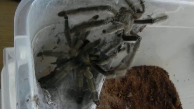 Спаривание псалмопеуса кембриджа.Psalmopoeus cambridgei pairing. смотреть онлайн