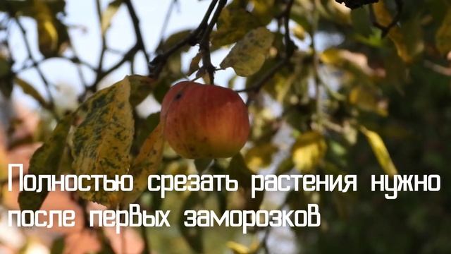 Какие растения нужно СРЕЗАТЬ на зиму