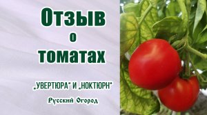 Какие томаты лучшие? Честный отзыв о томатах от Русского Огорода. Помидоры из своих семян.