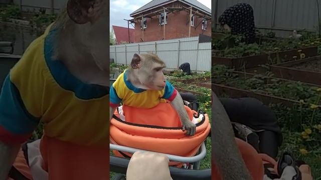 Фёдор и Ульяна (домашние обезьяны)