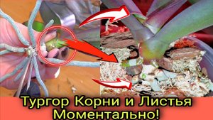Восстановить тургор орхидеи и наращивать корни быстро и беззатратно.