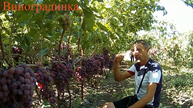 Виноград Роза Красная США, смотреть онлайн