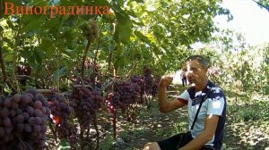 Виноград Роза Красная США,
