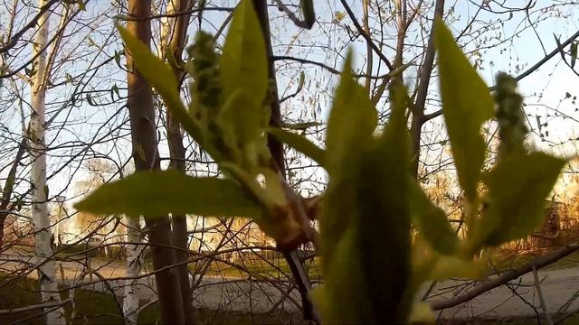 мой сад в апреле. альпийская горка/my garden in April Alpine slide