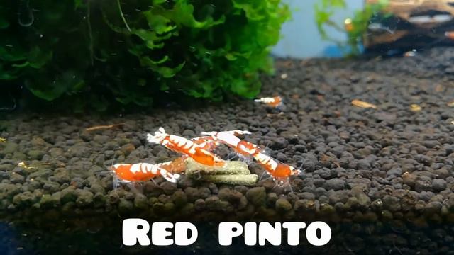 Корм от SL-aqua White тест на Pinto. смотреть онлайн