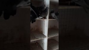 Сербские голуби,как сохранить крыло.