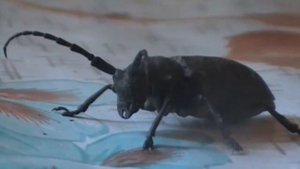 Страшный усач укусил