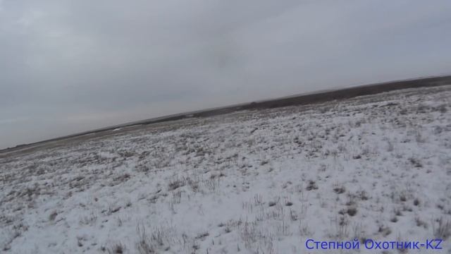 Охота на зайца 2019-2020! Заяц крепко спал!!! смотреть онлайн