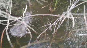 Corixidae Корикса(клоп гребляк)