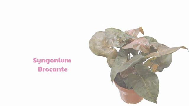 Syngonium Varieties