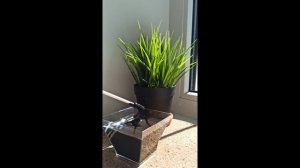 Комплекс гуминовых кислот.