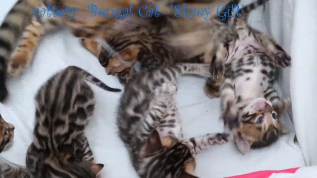 Bengal kittens are open to reserve . Бенгальские котята, клубные бенгалы, котята породистые . смотреть онлайн
