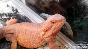 КАК СОДЕРЖАТЬ БОРОДАТУЮ АГАМУ. Подробно о содержании.