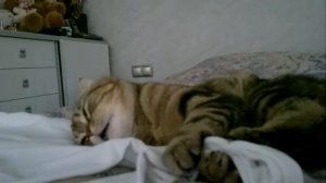 Кот балдеет