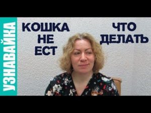 Кошка не ест, что делать? Узнавайка.