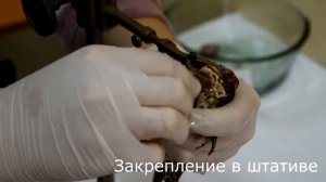 Физиология. Приготовление препарата спинальной лягушки. Лабороторная работа.