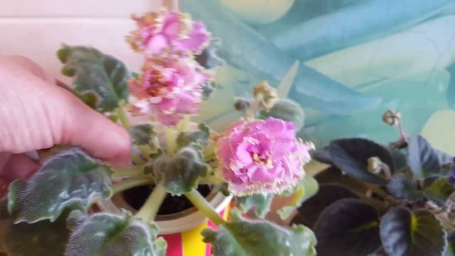 Мои фиалки в марте смотреть онлайн