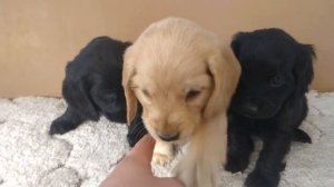 Щенки мальчики 1,5 месяца (Английский кокер спаниель)