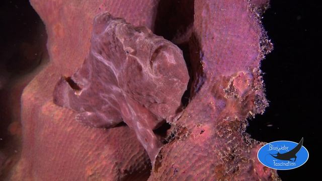 Diving Moalboal in 4K, underwater video filmed with Sony FDR-AX 100 смотреть онлайн