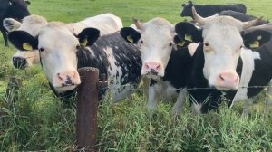 Красивая корова, на лугу пасутся коровы, гуляют, кушают травку и мычат, звуки коровы