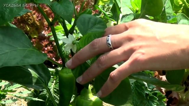 Уход за сладким перцем смотреть онлайн