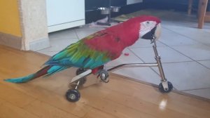 Поздравление с 8 марта. Попугай на велосипеде, цветы, какаду Соломон, Гиацинтовый Ара, попугай ара.