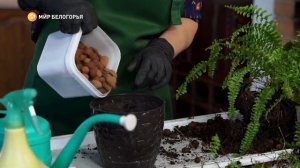 Как ухаживать за папоротником