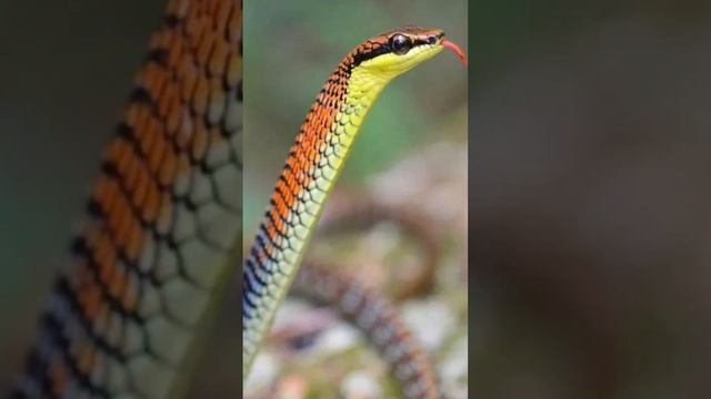 Почему Аллаh прогнал змею и павлина из рая #ислам смотреть онлайн