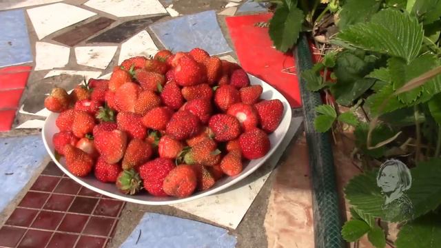 КЛУБНИКА ПАХНЕТ КЛУБНИКОЙ. УДОБРЕНИЕ И МУЛЬЧИРОВАНИЕ ПРИНОСЯТ ХОРОШИЙ РЕЗУЛЬТАТ смотреть онлайн