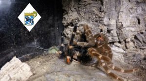 Tarantula Molting Time Lapse ( Brachypelma Auratum | Mexican Flame Knee Tarantula Molting)