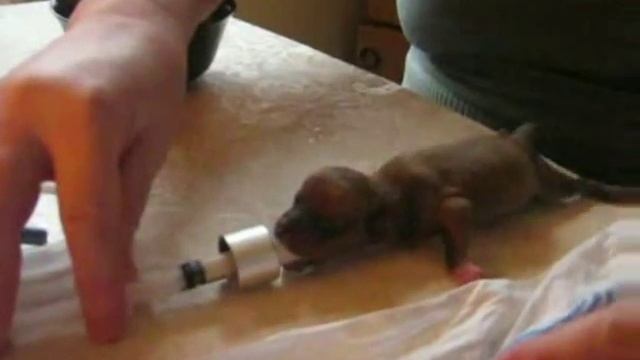 Спасение новорожденных щенков смотреть онлайн