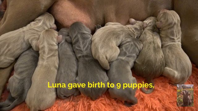 Newborn Puppies! Weimaraner Luna's 2021 Litter! смотреть онлайн