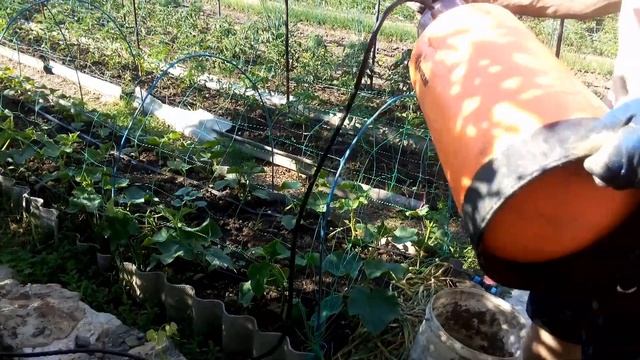 Третий этап профилактических мер арбузов и дынь(Мелина , Мазин ,Чарльстон Грей) смотреть онлайн