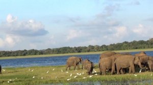 Minneriya National Park , Sri Lanka