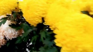 Хризантемы Саженцы Корни Рассада Россия. Много хризантема:  цветная и крупный белый. By Gentleman