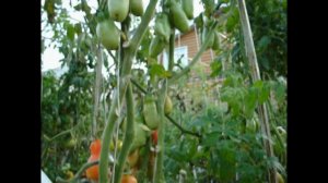 Томат Аурия