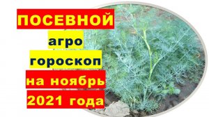 Посевной агрогороскоп на ноябрь 2021 года