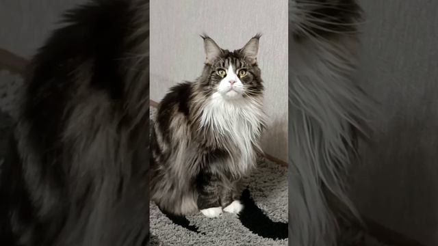 YouCut_20231211_213603263.mp4