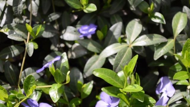 Весеннее цветение в 4к 60fps. Футажи цветов. Релакс-видео. смотреть онлайн