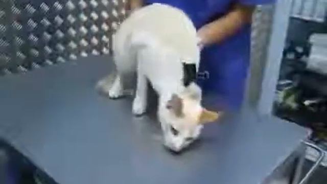 Как отключить активность кота