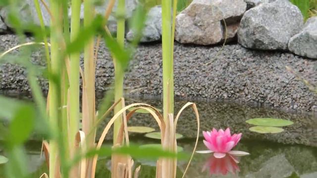 гиацинт водяной смотреть онлайн